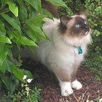 Ras Kucing Birman