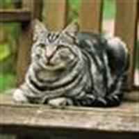 Moggie