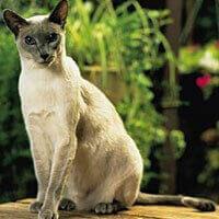 Siamese