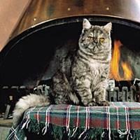 Ras Kucing Exotic Shorhair<br />
