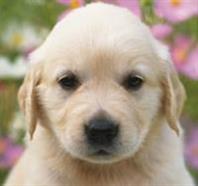 Allergieën bij honden - hoe herken je de tekenen?
