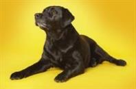 Chocolade gevaarlijk voor honden