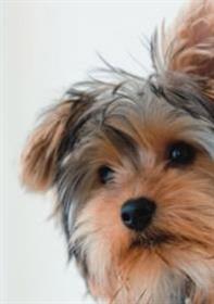 Hoe stel ik mijn nieuwe hond aan mijn kat voor?