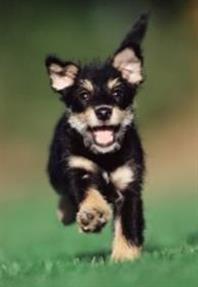 Hoeveel beweging hebben puppy`s nodig?
