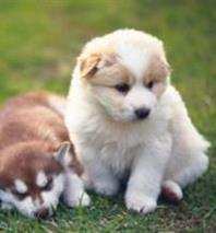 Honden met overgewicht