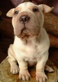 Je hond laten chippen
