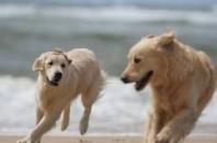 Op vakantie met of zonder je hond
