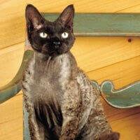 Kot Devon Rex