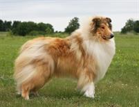 Длинношерстный колли