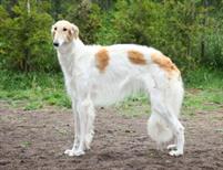 Русская псовая борзая
