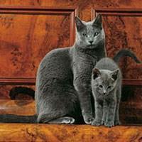 Baka Kucing Biru Rusia