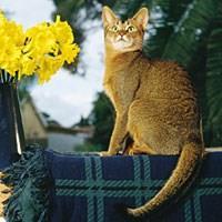Kucing Baka Abisinia (Abyssinian)