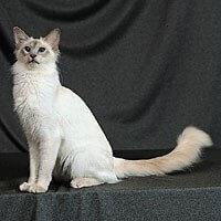 Kucing Baka Bali