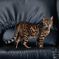 Kucing Baka Bengal