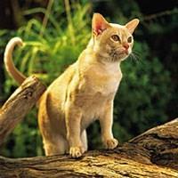 Kucing Baka Burma