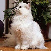 Baka Kucing Chinchilla
