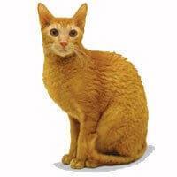 Baka Kucing Cornish Rex