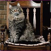 Kucing Maine Coon Maklumat Mengenai Personaliti Kucing Maine Coon Whiskas Malaysia