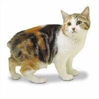 Baka Kucing Manx