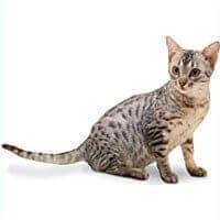Kucing Baka Ocicat
