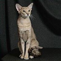 Baka Kucing Berbulu Pendek Oriental (Oriental Shorthair)