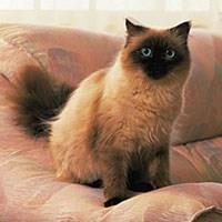 Baka Kucing Ragdoll