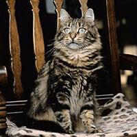 Baka Kucing Hutan Siberia