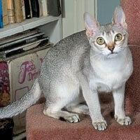 Baka Kucing Singapura