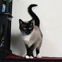 Baka Kucing Berkasut Salju (Snowshoe)