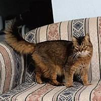 Baka Kucing Somali
