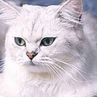 Baka Kucing Tiffanie