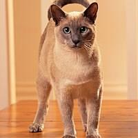 Baka Kucing Tonkinese