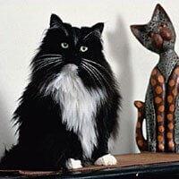 นอร์วีเจียนฟอเรสต์ (Norwegian Forest Cat)