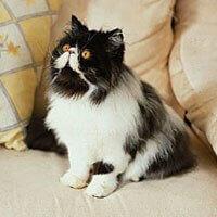 เปอร์เซีย (Persian)
