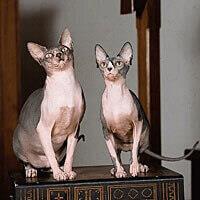 Sphynx Cat Breed