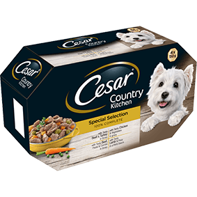 how to get dog to use dog house