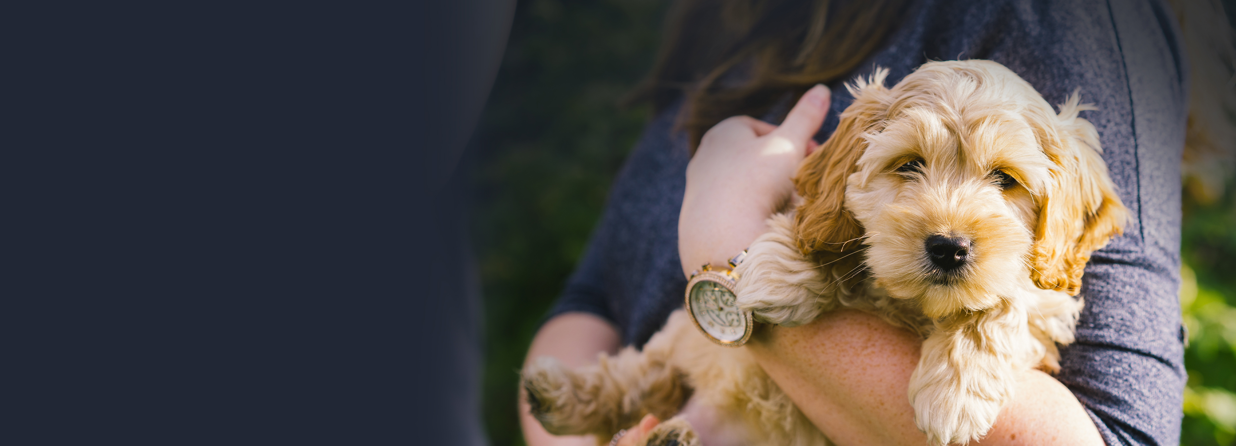Waggel Pet Insurance
