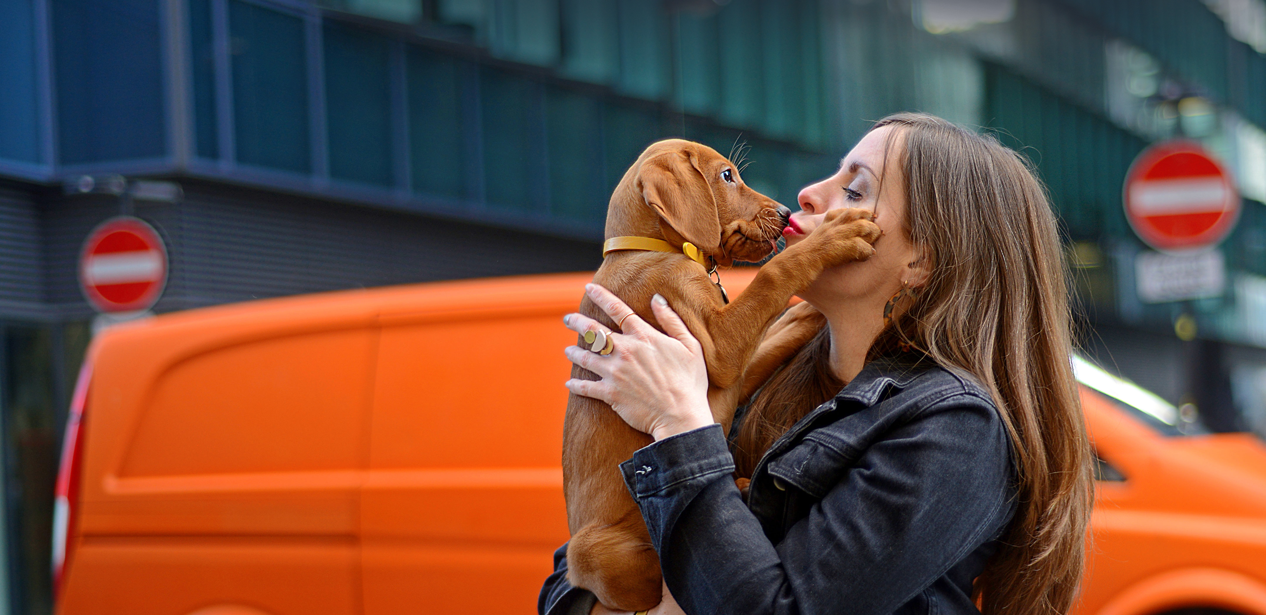 Waggel Pet Insurance