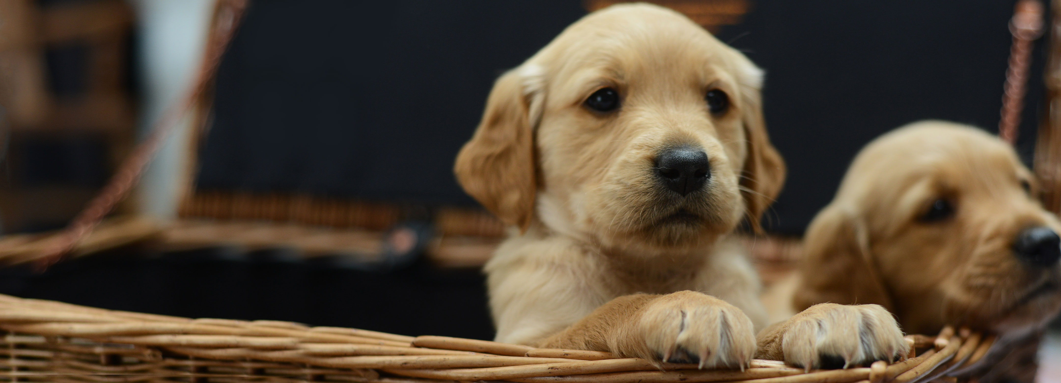 Waggel Pet Insurance