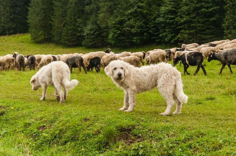 Protect Your Dog = Protecting Livestock and Wildlife