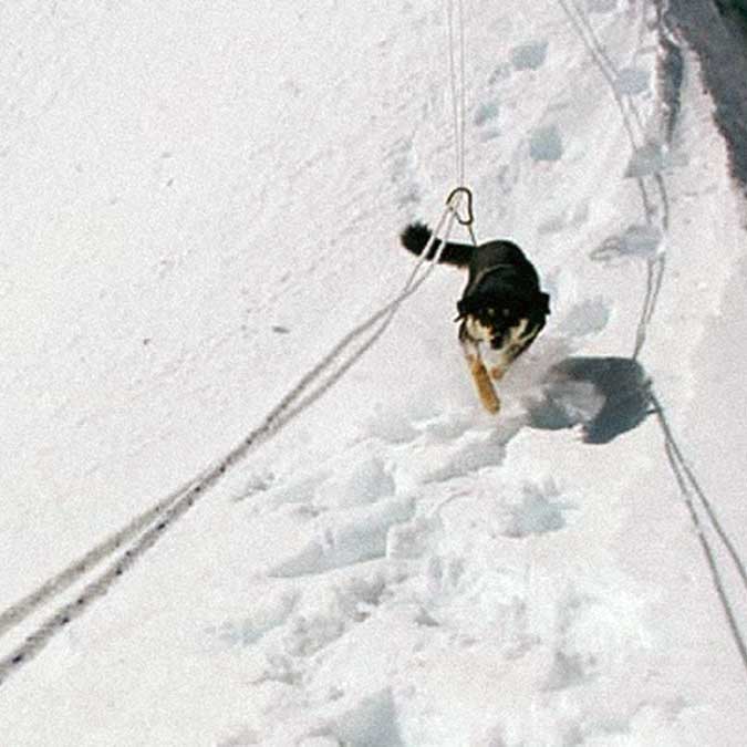 First Canine Ascent of a 7,000 Metre Himalayan Peak First Canine Ascent of a 7,000 Metre Himalayan Peak