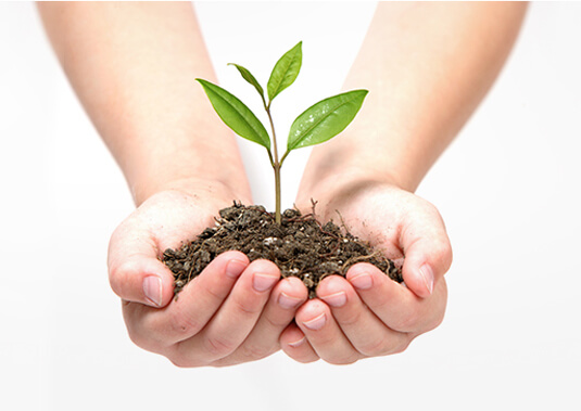2006 | Tree Planting Project