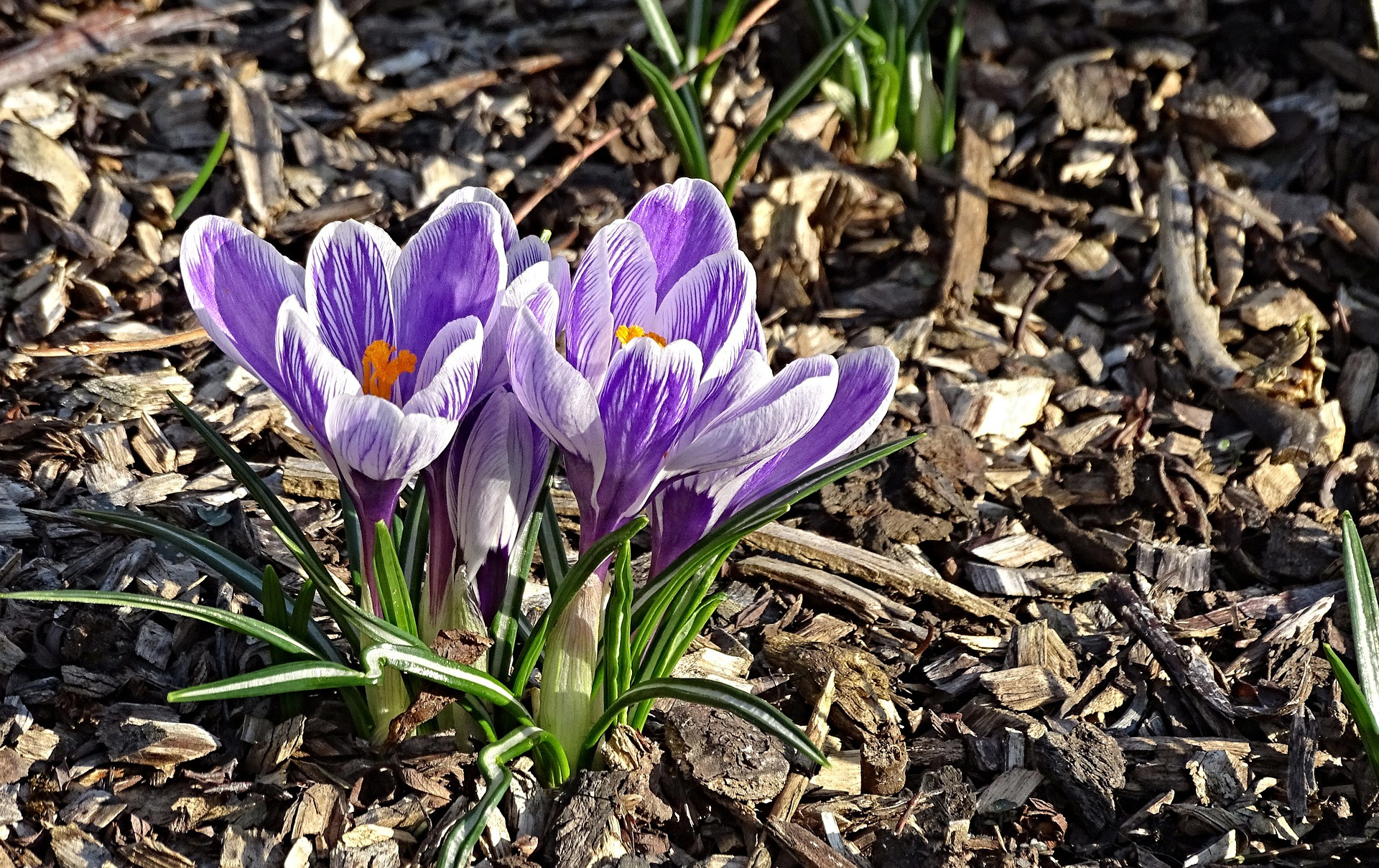 Der Frühling ist schon bald da