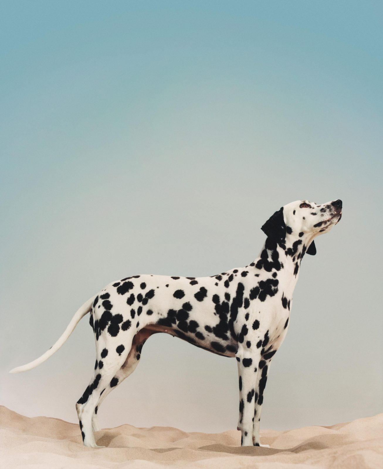 Holiday, Photography by Mark Peckmezian