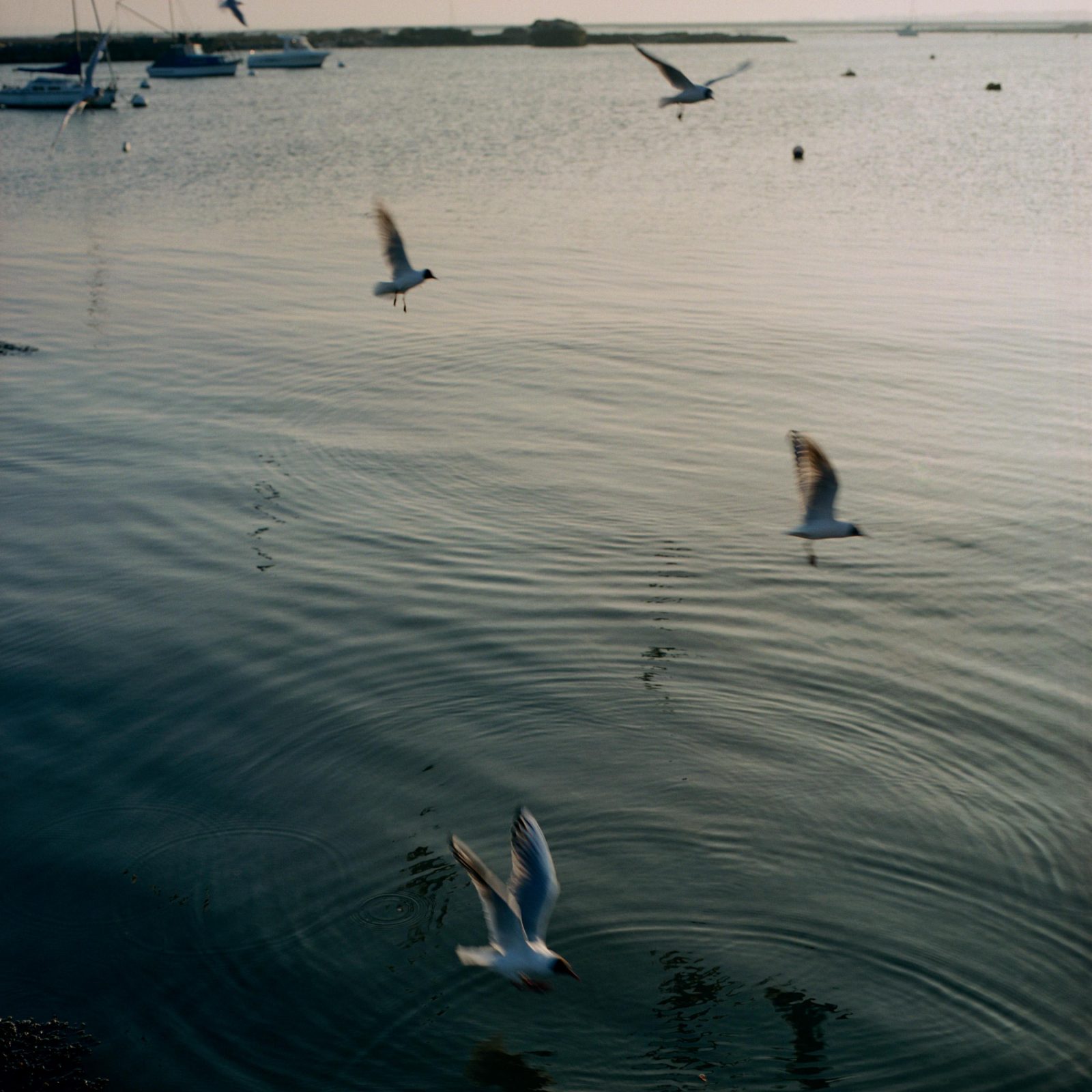 Gulls