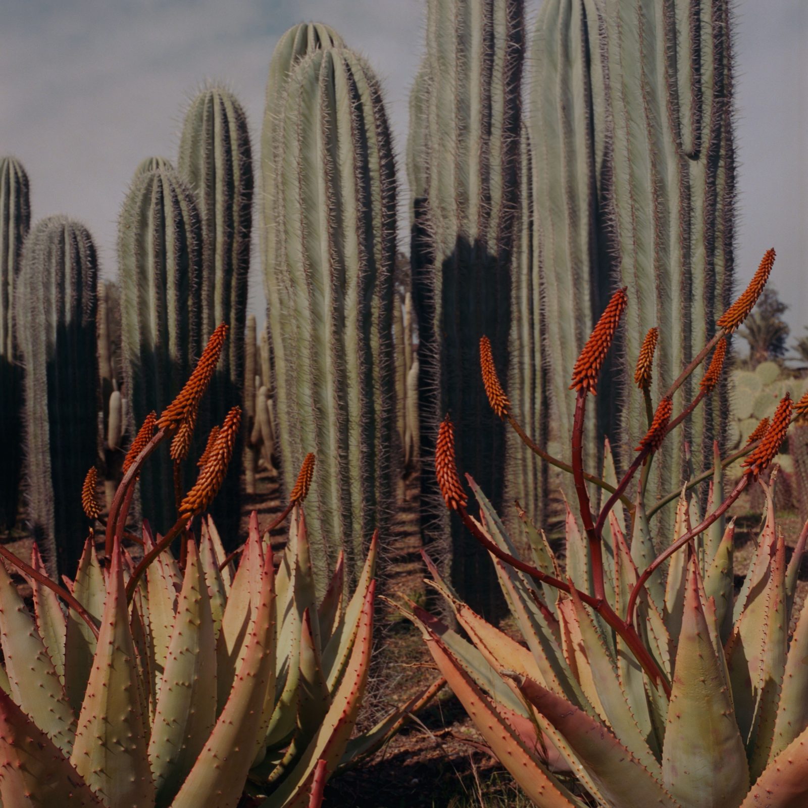 Pleasure Garden, Marrakesh