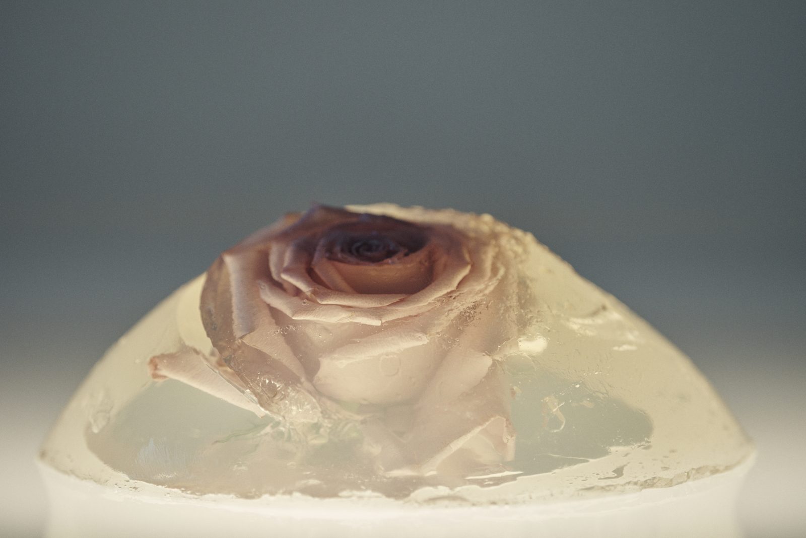 Pleasure Garden, Photography by Michael Hauptman