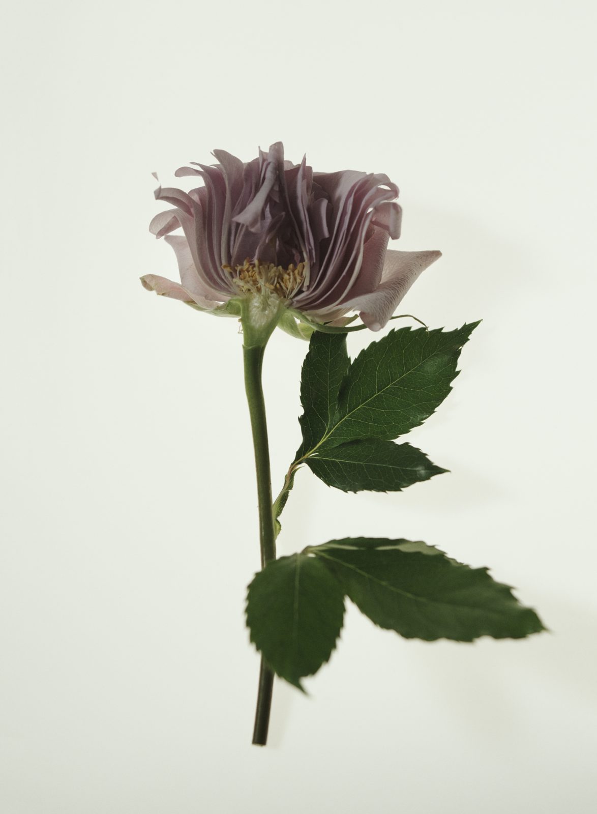 Pleasure Garden, Photography by Michael Hauptman