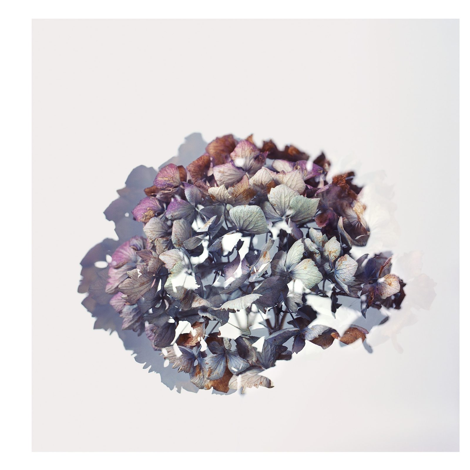 Studio Botanical