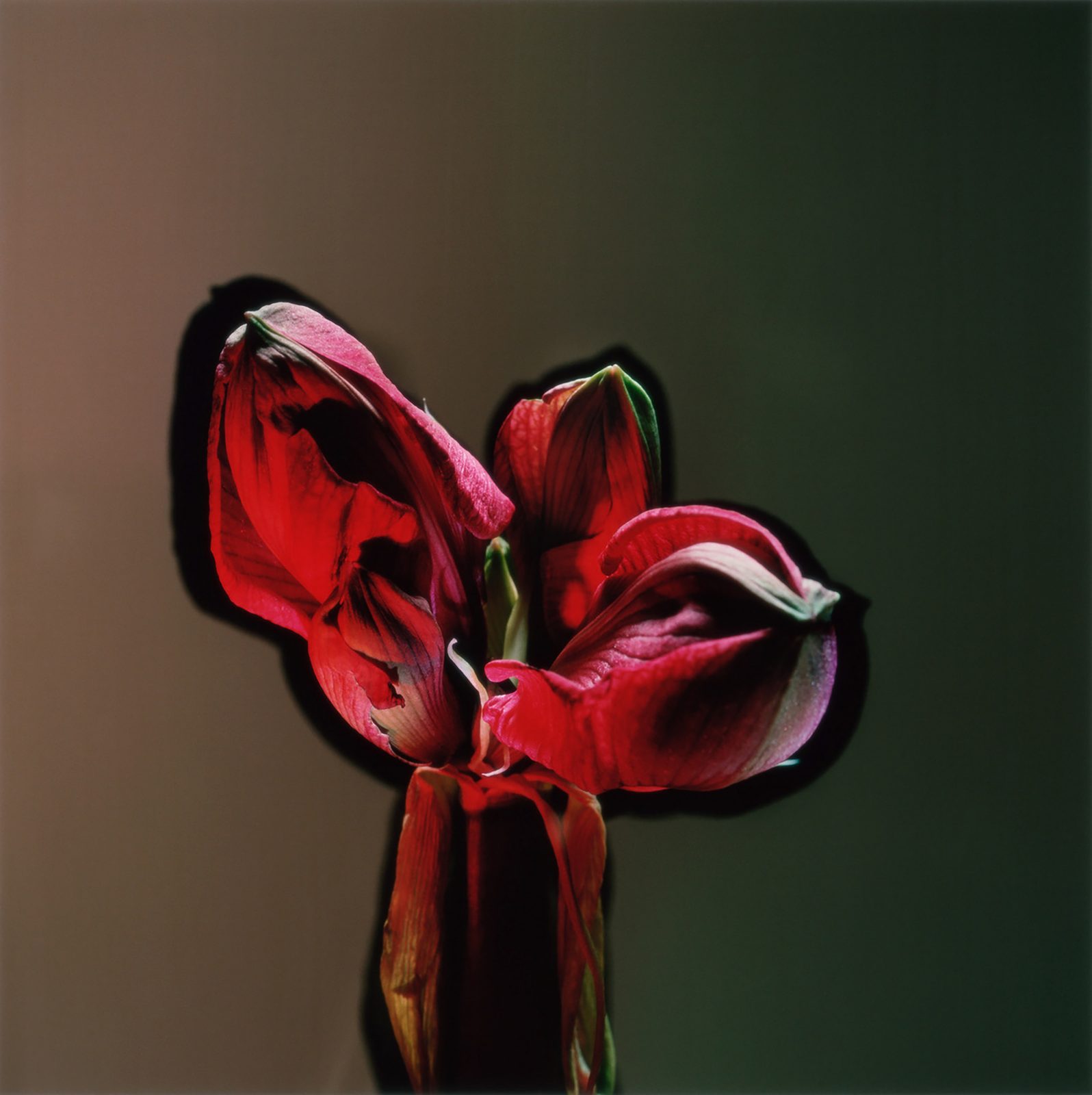 Studio Botanical